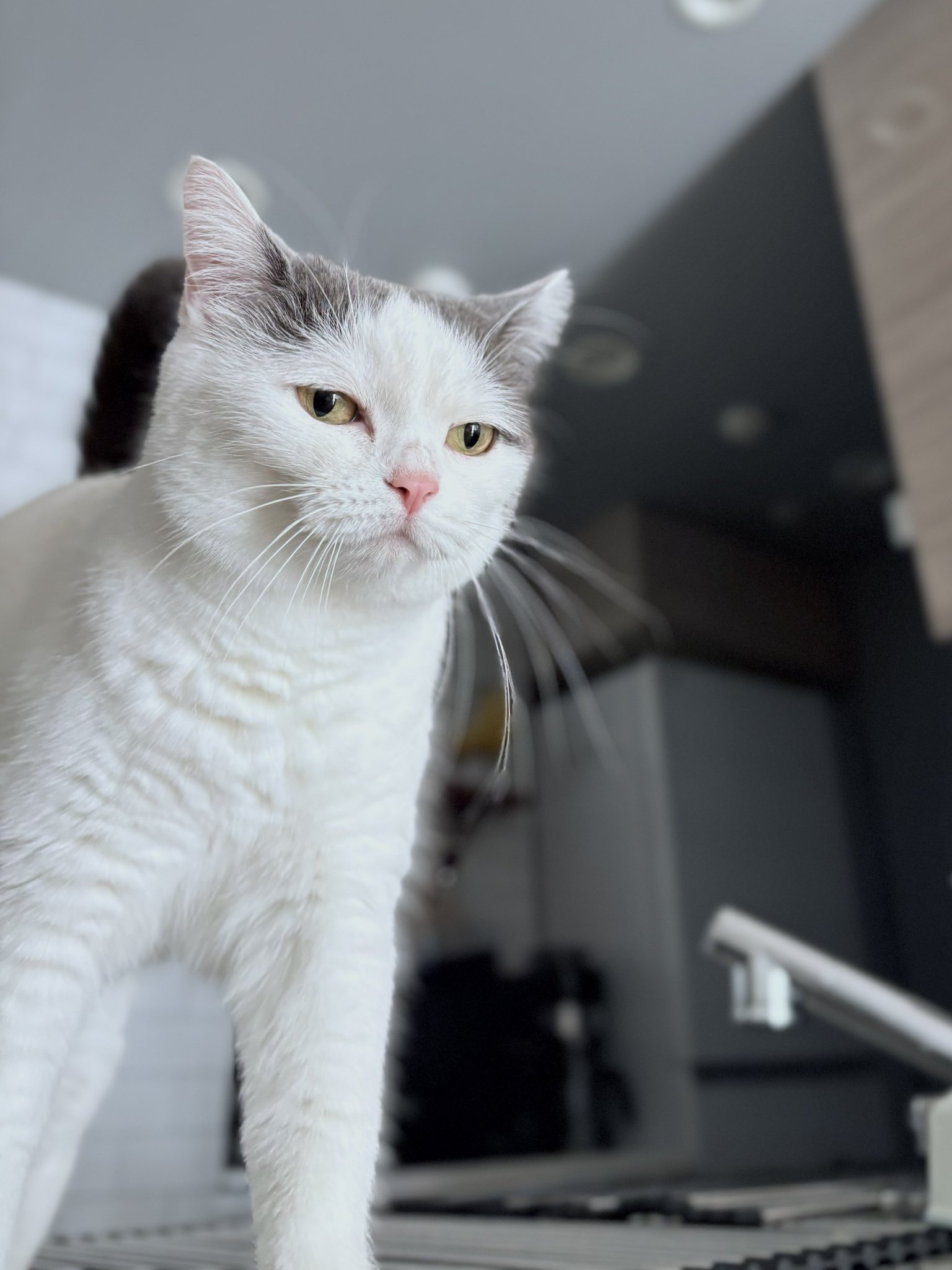 立ち耳スコのフク🐾 on X: 