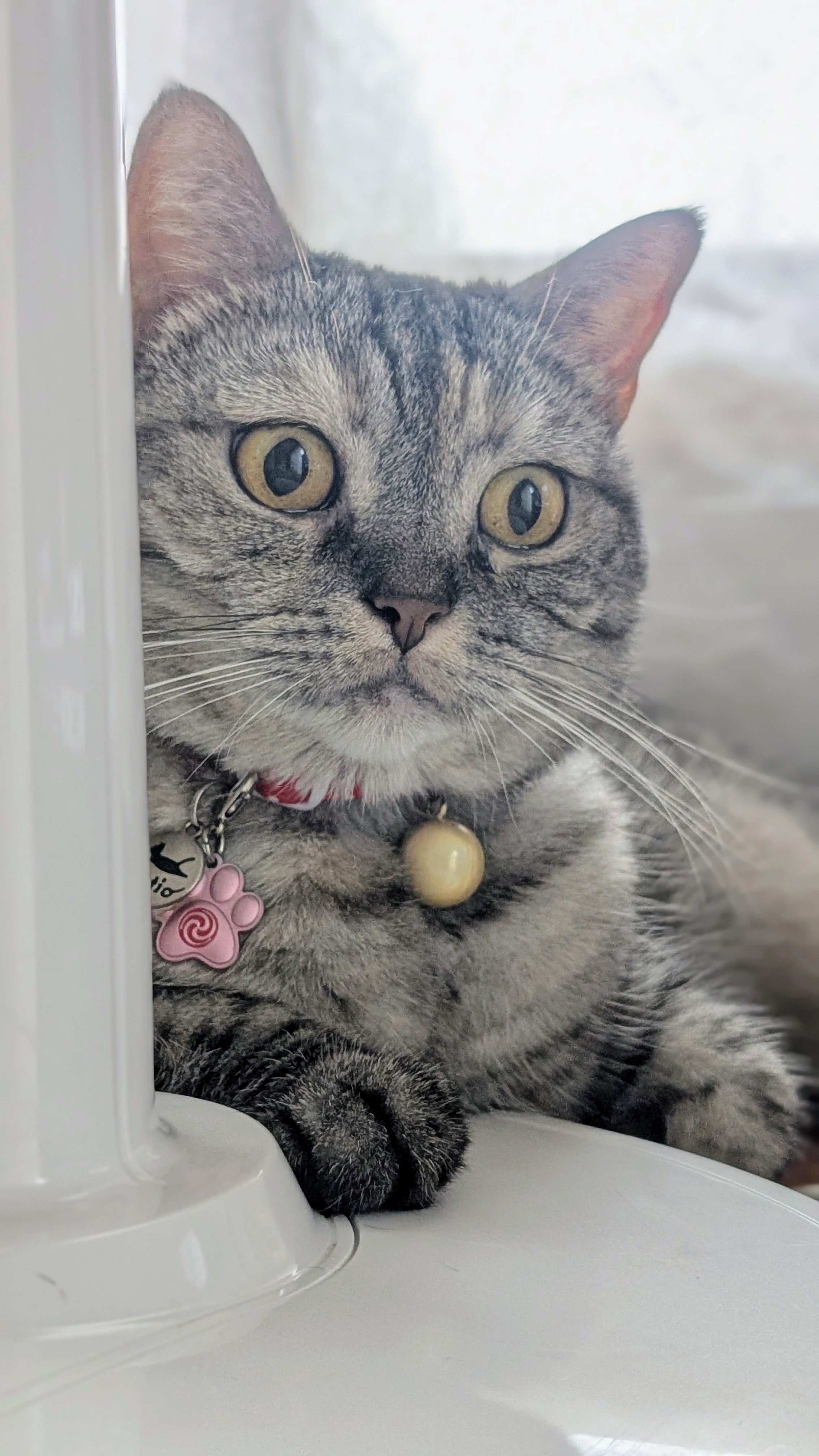 25718❤猫好き( ΦωΦ )ねこがかおあらうわけ 25718❤猫好き( ΦωΦ )ねこがかおあらうわけ 25718❤猫好き( ΦωΦ )