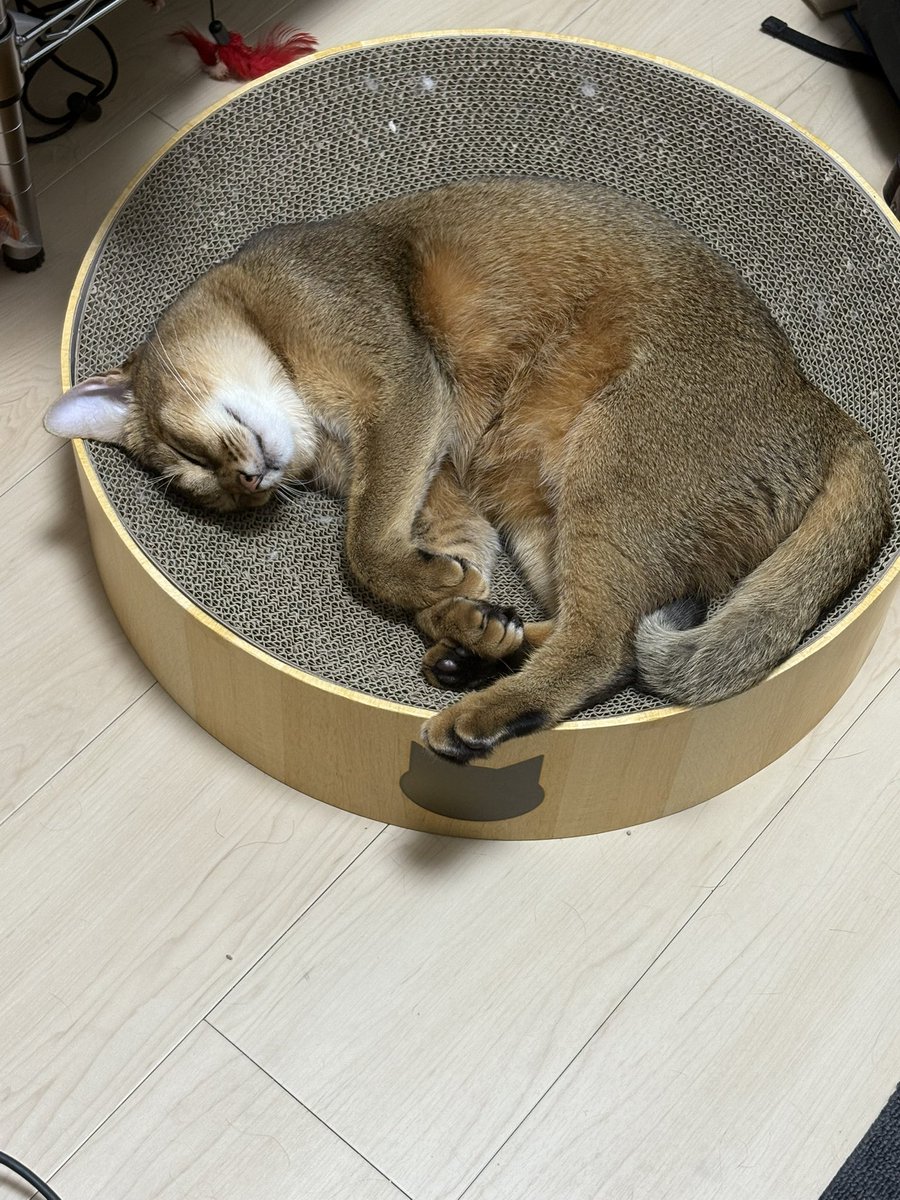 karinto0216's tweet photo. 丸なってんのお、可愛いねえ https://t.co/f39eBDPofU