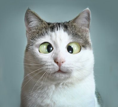 Shocked cat meme from Binance Intern tweet