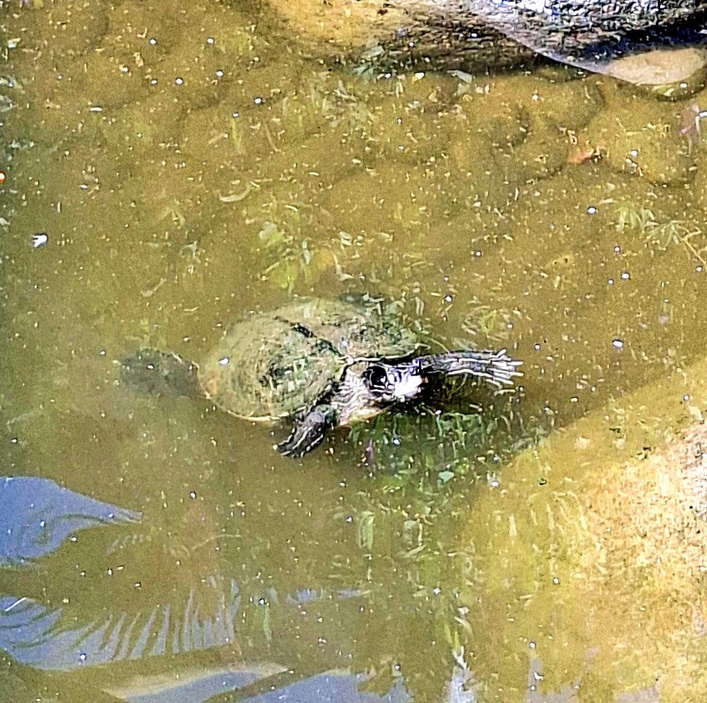 Happy Tuesday! 🌞
The Teenage Mutant Ninja Turtles. "Cowabunga!" 😁🐢
#MadeiraIslands🏝