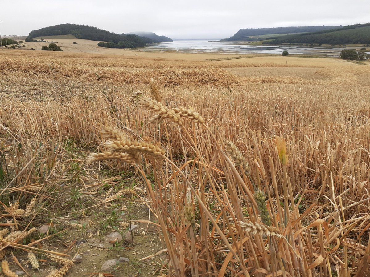Steven Stratherrick (@stevenw24515280) on Twitter photo Short straw. Winter wheat ~nearly~ a' gaithered in, above #Munlochy Bay. 18 August 2025. Short straw. Winter wheat ~nearly~ a' gaithered in, above #Munlochy Bay. 18 August 2025.