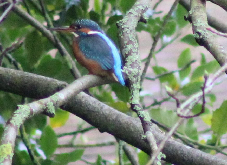 Borders Dexy (@dexysrun) on Twitter photo Kingfisher on the Water of Leith😊
<a href="/Natures_Voice/">RSPB</a> <a href="/birdingplaces/">Birdingplaces</a> <a href="/RSPBScotland/">RSPB Scotland</a>
#BirdsOfTwitter #BirdsSeenIn2025 #NatureBeauty #birdwatching <a href="/Britnatureguide/">The British Nature Guide</a>
#TwitterNatureCommunity #BirdsUp <a href="/RSPBbirders/">RSPB Birders</a>
<a href="/wildbirdtrust/">The Wild Bird Trust</a> <a href="/BirdGuides/">BirdGuides</a>
<a href="/NatureScot/">NatureScot</a> #birds <a href="/WOLCT/">Water of Leith Conservation Trust</a> Kingfisher on the Water of Leith😊
<a href="/Natures_Voice/">RSPB</a> <a href="/birdingplaces/">Birdingplaces</a> <a href="/RSPBScotland/">RSPB Scotland</a>
#BirdsOfTwitter #BirdsSeenIn2025 #NatureBeauty #birdwatching <a href="/Britnatureguide/">The British Nature Guide</a>
#TwitterNatureCommunity #BirdsUp <a href="/RSPBbirders/">RSPB Birders</a>
<a href="/wildbirdtrust/">The Wild Bird Trust</a> <a href="/BirdGuides/">BirdGuides</a>
<a href="/NatureScot/">NatureScot</a> #birds <a href="/WOLCT/">Water of Leith Conservation Trust</a>