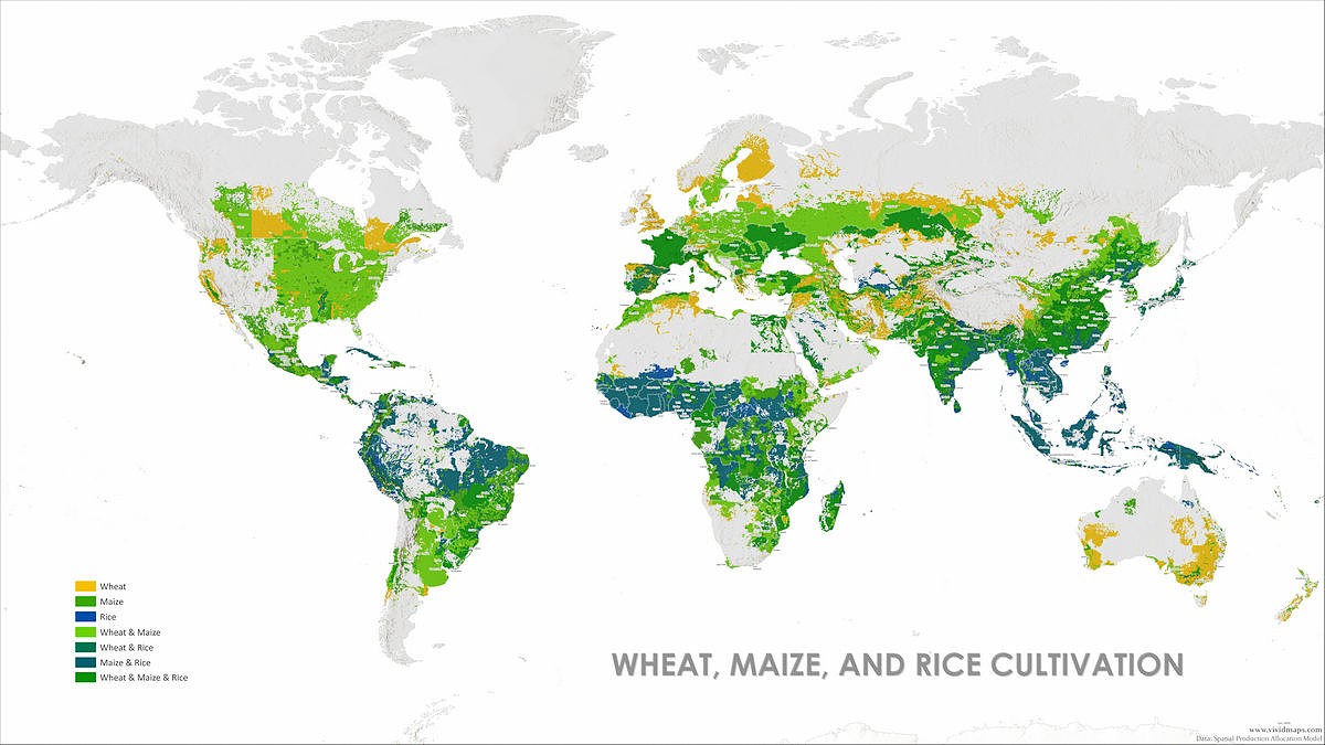 CzemborH's tweet photo. 🧬🧩🌾💻👨‍🎓💚📲👨‍🌾📈🍞💚
➡️Wheat, Maize, and Rice: Mapping the Crops That Feed the World
RT: https://t.co/cYUk7TS1tz
#wheat #maize #corn #rice #map #Food #diet
➡️ #FoodSecurity #agriculture #economy #trade  #yieldgap #ClimateCrisis #plantbreeding
➡️ #YieldStability #Genomics #NGTs https://t.co/4aYxOt6IeH