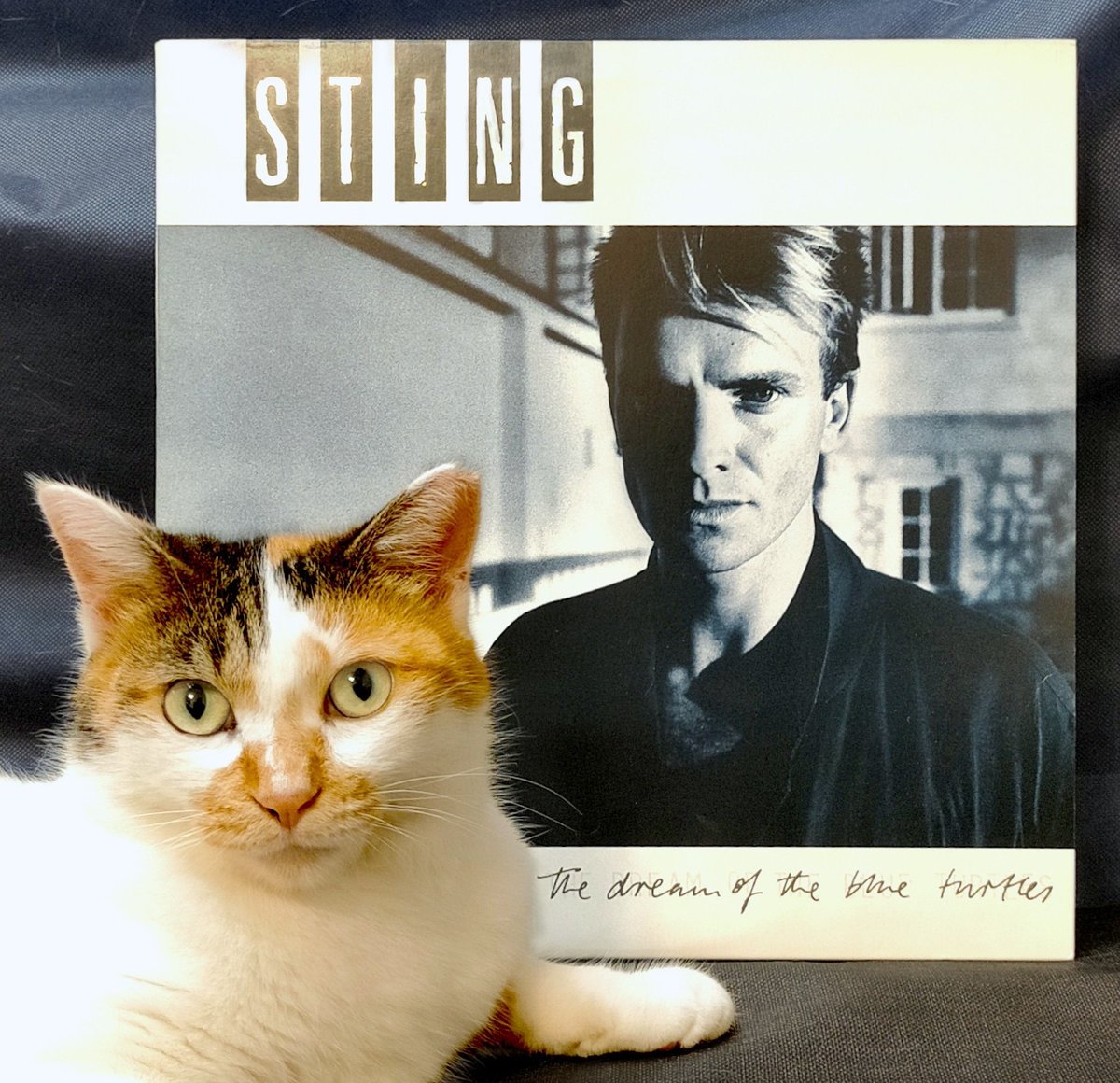 #猫とレコード
スティング『ブルータートルの夢』

1985年のソロ1作目。
当時Stingは、「全呼吸」は束縛の歌、「愛する者を自由に」は解毒剤と語っていた。自らをポリスから解放する意味もあったのかもしれない。
タイトルは彼が実際に見た夢に由来。ミケネコは青い亀の夢を見るか？

#Sting