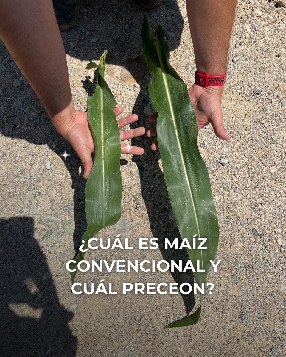 DEKALB_ES's tweet image. Mostrando estas dos hojas, ¿sabrías decirnos cuál es nuestro #maíz convencional y cuál es #Preceon? 🌽🌽

Coméntanos y atento, mañana daremos la respuesta correcta. ✍️😉

#DEKALB #ActivaDEKALB #agricultura