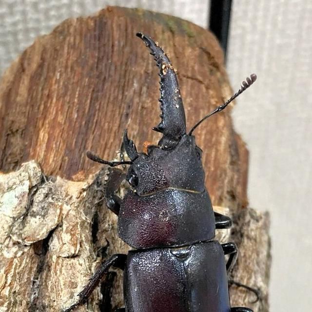 朝日新聞デジタル速報席 on X