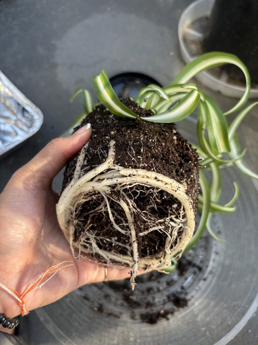arcanamajor74's tweet photo. Excited #healthyroots #spiderplant #plants #gardening https://t.co/UpcEoPhuvG