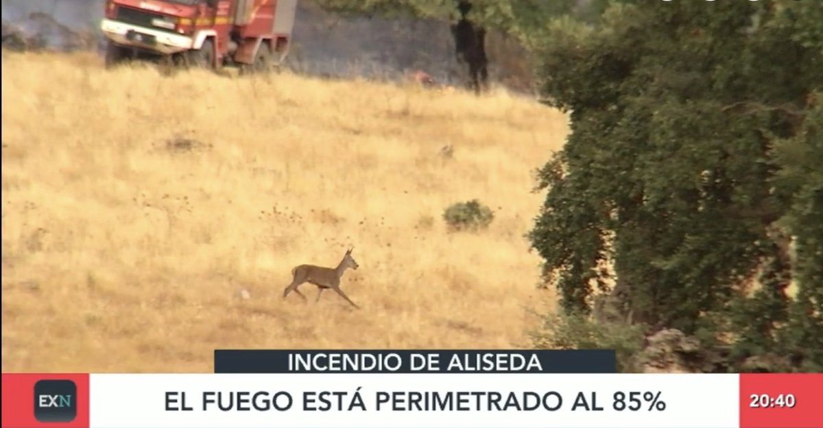 El incendio de Aliseda (Cáceres) ha sido provocado por cazadores, pero en España son intocables. Han arrasado 4.000 hectáreas para ahuyentar fauna y sacar beneficios económicos. Aquí podemos ver a un cervatillo huyendo para que entre en los cotos de caza. Miserables.