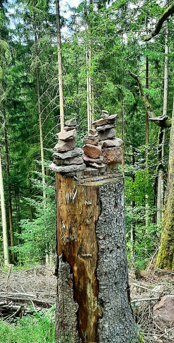 On my way 🌳💚
Guten Morgen / Happy Tuesday😘
#NaturePhotography #ThickTrunkTuesday #trees #naturelovers #nature