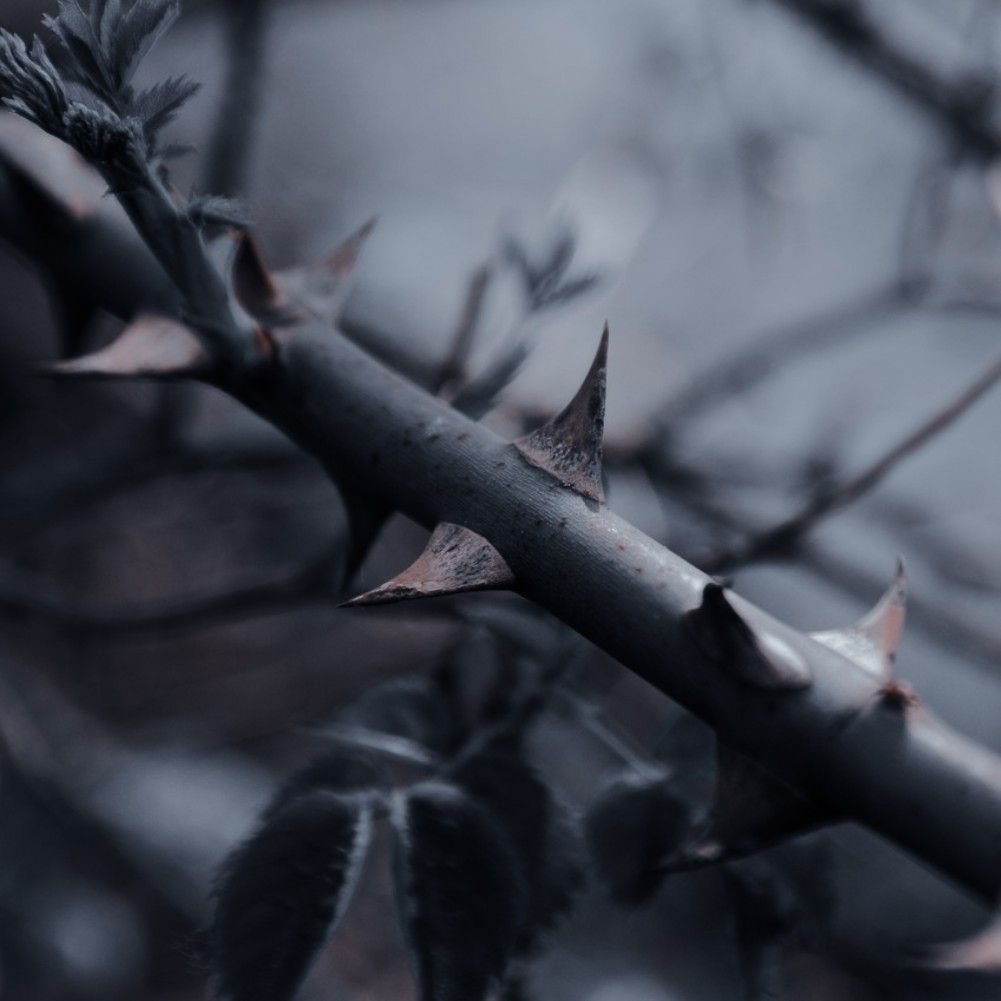 Lady ☕ tweet media