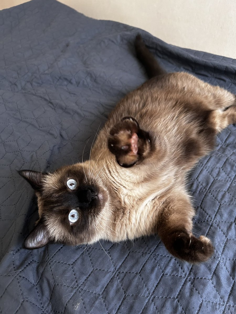 Вам привітик від котика Префікса🐾