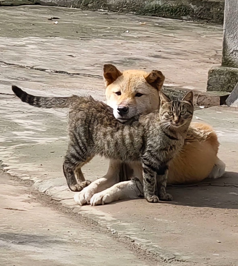 catshealdeprsn's tweet image. they r friends