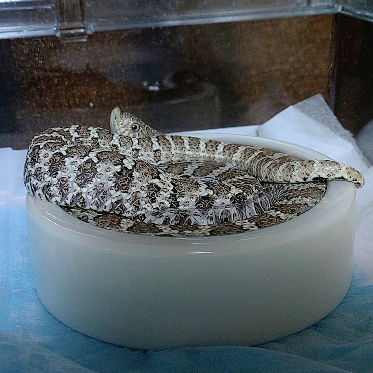 あ、入浴中でしたか。
あとで水換えさせてください。
#セイブシシバナヘビ