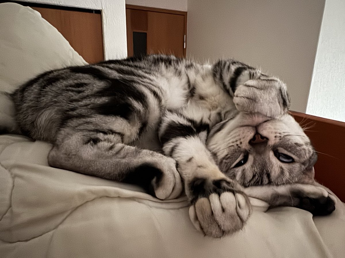 gomado's tweet photo. さいきんのねこです https://t.co/Sus0vauZ2V