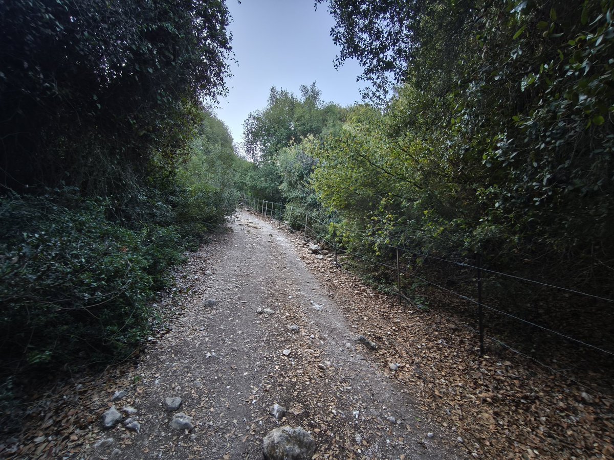 Alone in the wilderness 2
פגשתי שועל חכם ופרה לבנה