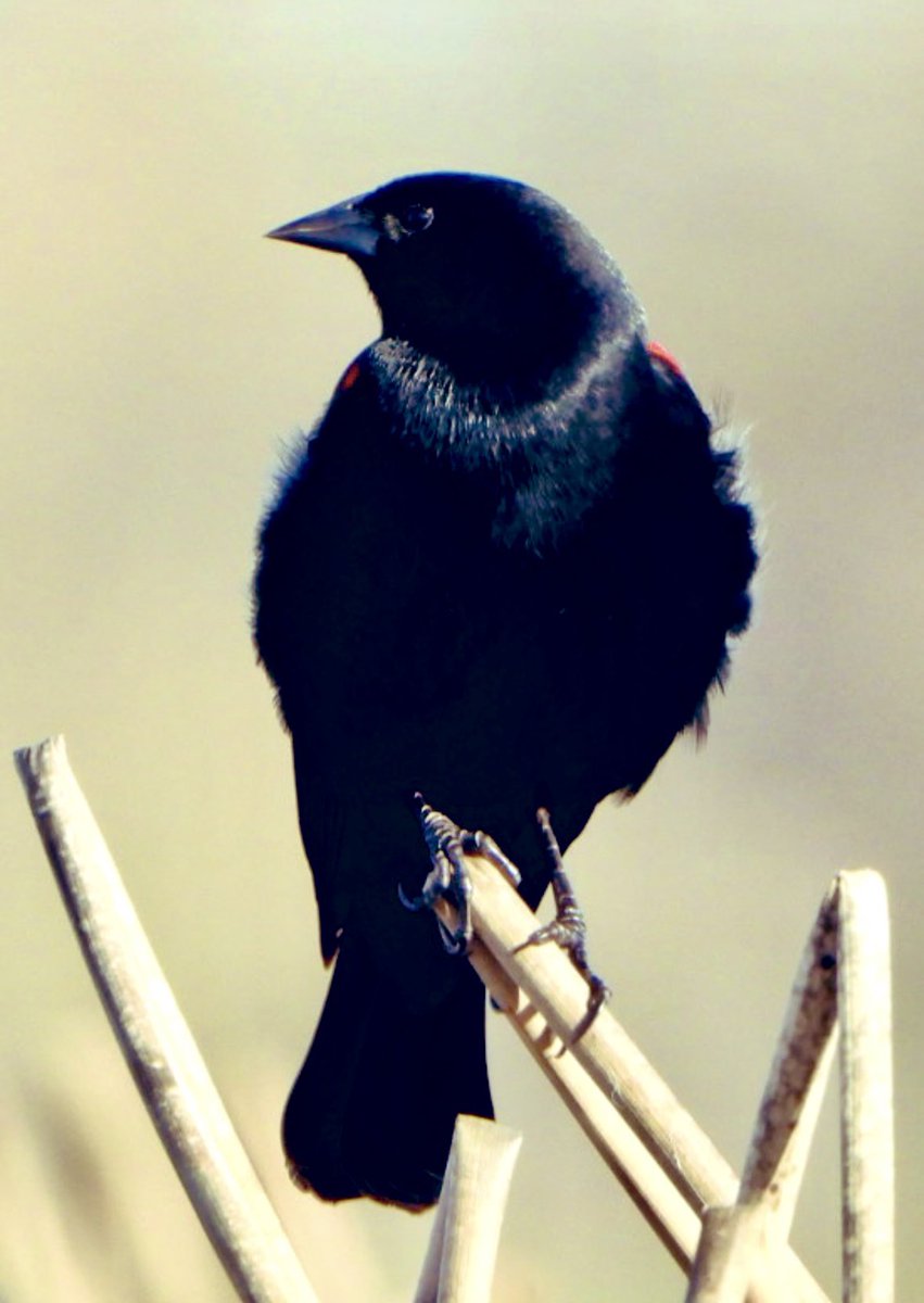 A few of my blackbirds

Yellow-headed Blackbird
Red-winged Blackbird
Brewer’s Blackbird