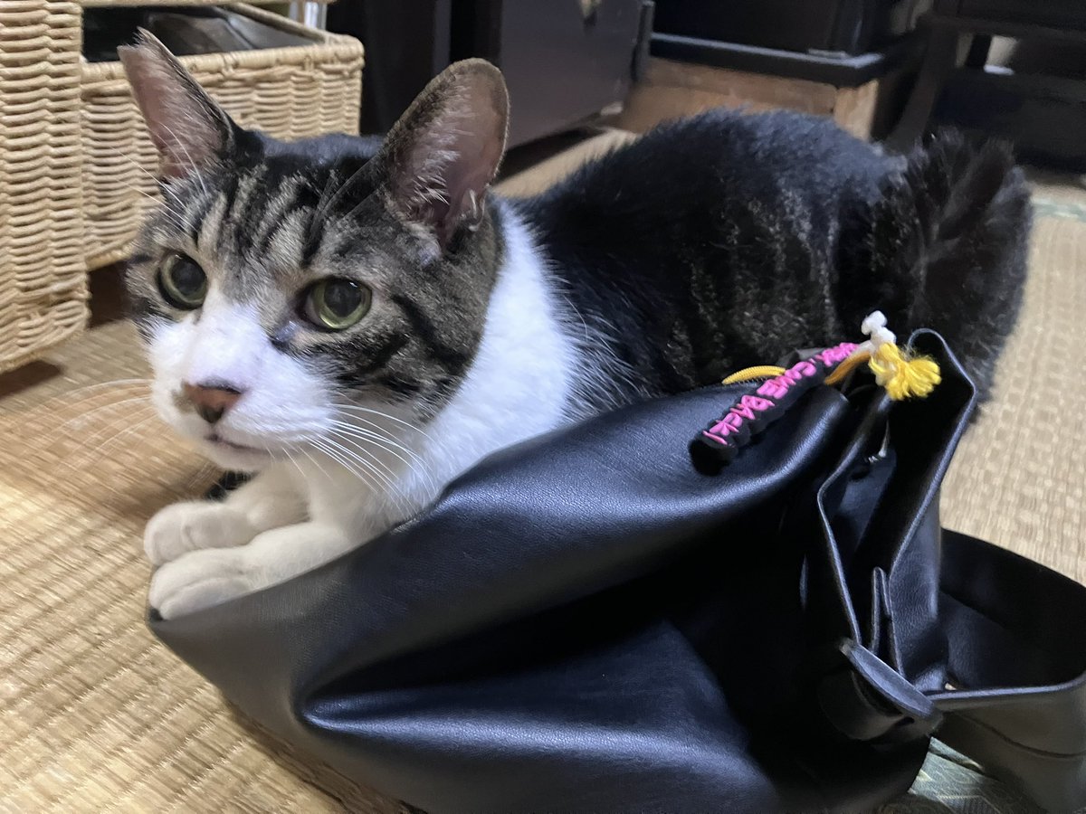 n9izztunKkOOIQn's tweet image. お盆も終わり、トークショーはハズれ😂
あとはカモアル2回、次は府中（もう取れた気🤣！）
その前に夏イベDVD📀のハガキ忘れないよーにせな✏️
春ツアーLIVEレポその2はMyファイナルNHK初日！
仕事が繁忙期に入っちゃって内容薄いです💦
#thealfee51周年推し活 
#springcelebration