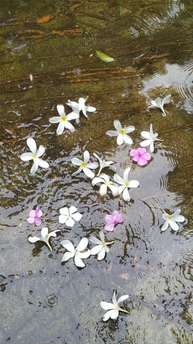 To plant a garden is to believe in tomorrow🌸🌸