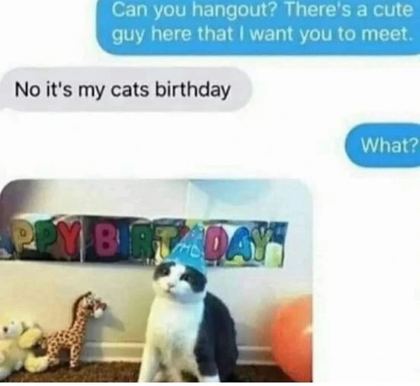 Punch Cat tweet media