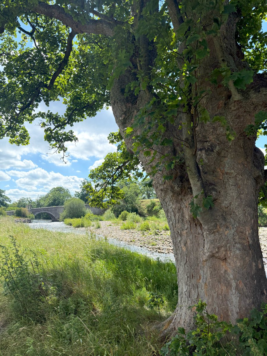 🌳Good morning tree people &amp; all. Have a treemendous day #thicktrunktuesday🌳