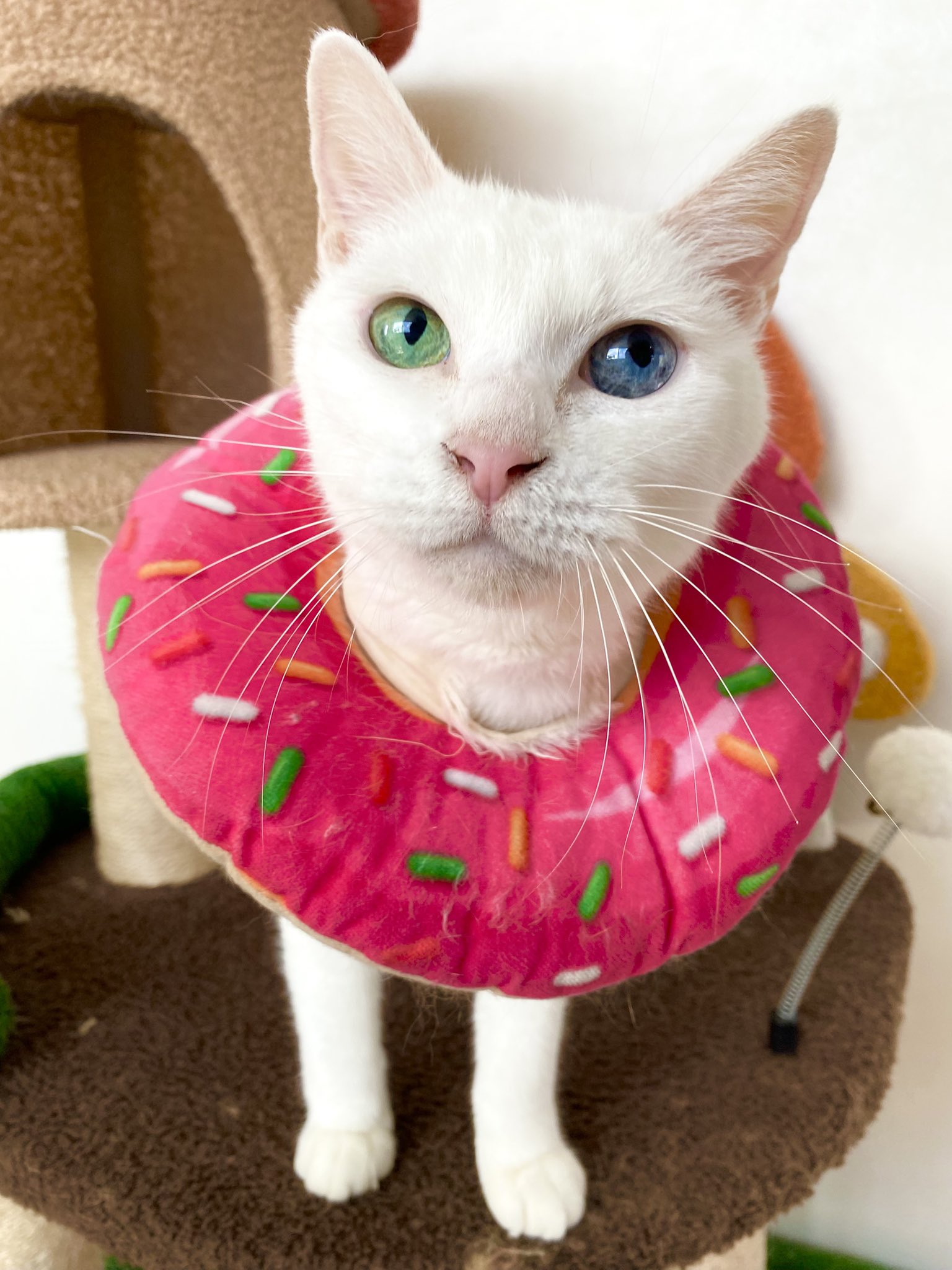 ５黄の猫　　 キャットアパートメントコーヒー on X: 