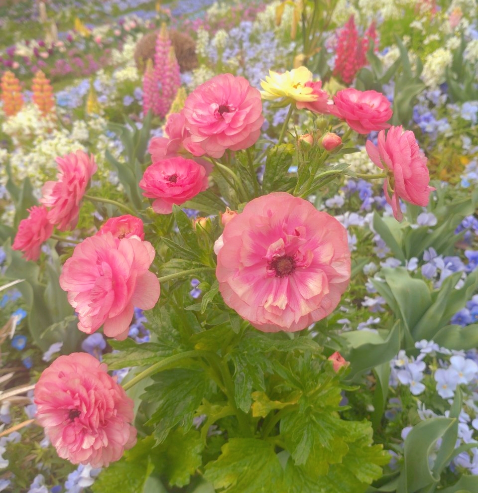 M2wZo's tweet photo. #散歩 #ウォーキング ときどき #ランニング  #花の写真を撮るのが好き 

幅広4Eタイプの防水モデル､足幅が広い方､ゆったり履きたい方におすすめ。ダンロップリファインド シューズDM285 　https://t.co/PER4kFmnuF via Amazon [Ad]

.｡o*ﾟ https://t.co/Nr0Q9FH7Wd