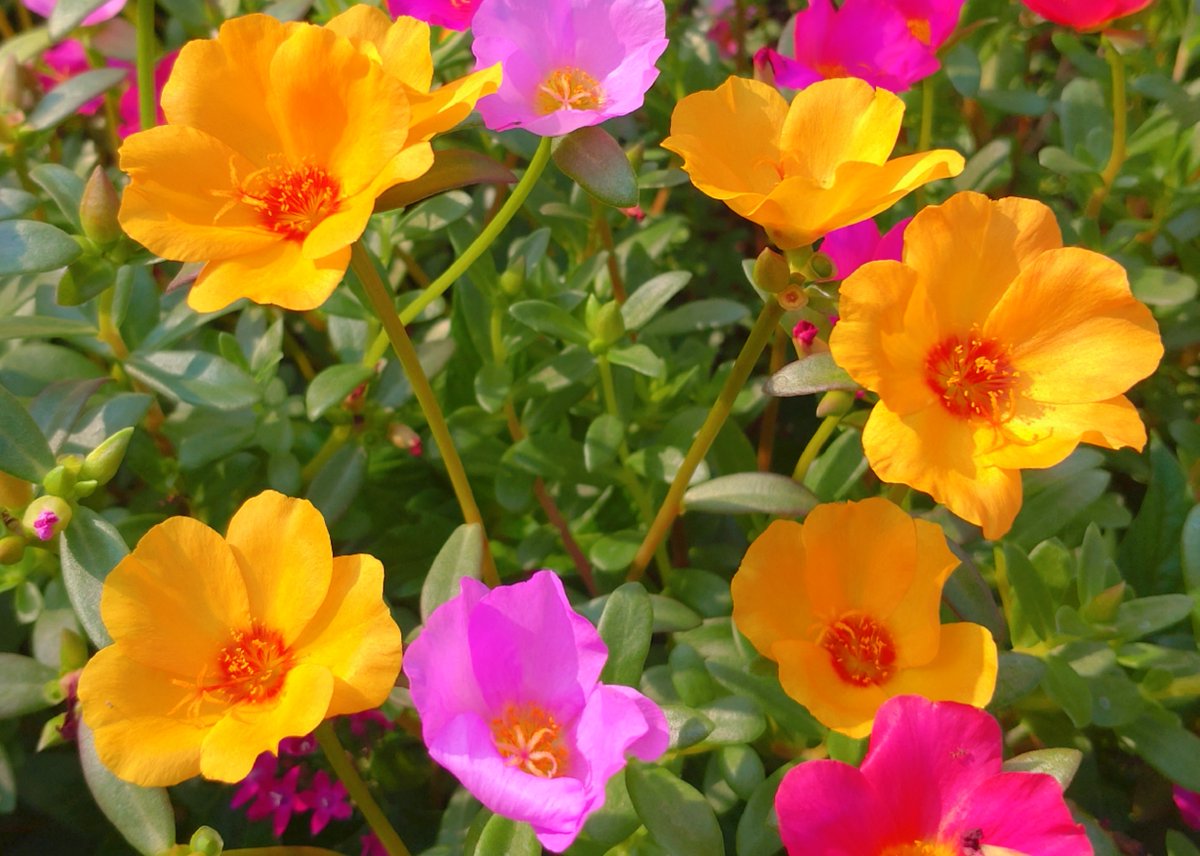 M2wZo's tweet photo. #散歩 #ウォーキング ときどき #ランニング  #花の写真を撮るのが好き 

日本人の足型に適��たラスト(木型)を採用。ムーンスター スニーカー ウォーキングシューズ  SPLT AMM102 メンズ
https://t.co/9PXNMP9CH7 via Amazon [Ad]

.｡o*ﾟ https://t.co/xtpLNORmff