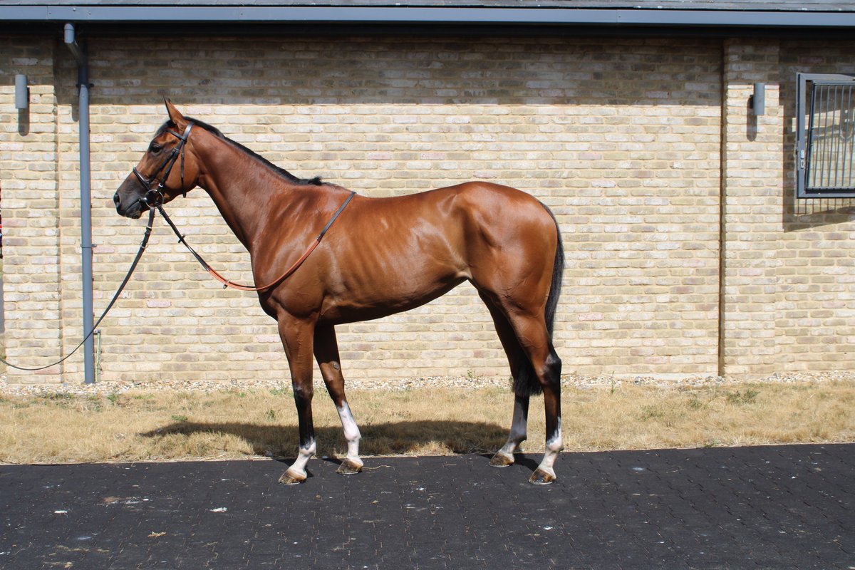 William Knight (@wknightracing) on Twitter photo We've got one runner today <a href="/kemptonparkrace/">Kempton Park Racecourse</a>:
5.05pm BINTOFIE runs over 6f with <a href="/CierenFallonJr3/">Cieren Fallon</a> booked to ride.
Good Luck π
Sponsored by <a href="/chestnutgroupUK/">CHESTNUT</a> and <a href="/IMPGraphics/">imp</a>. We've got one runner today <a href="/kemptonparkrace/">Kempton Park Racecourse</a>:
5.05pm BINTOFIE runs over 6f with <a href="/CierenFallonJr3/">Cieren Fallon</a> booked to ride.
Good Luck π
Sponsored by <a href="/chestnutgroupUK/">CHESTNUT</a> and <a href="/IMPGraphics/">imp</a>.