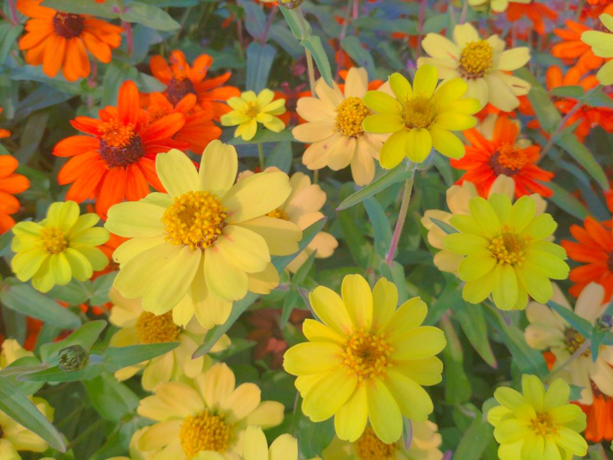 M2wZo's tweet photo. #散歩 #ウォーキング ときどき #ランニング  #花の写真を撮るのが好き 

[ラクウォーク] ウォーキングシューズ 足指グーパー運動 4E ライザップコラボシューズ メンズ RM-9216 
https://t.co/4v13PpXWIC via Amazon [Ad]

🌿 https://t.co/JE78UOUKWA