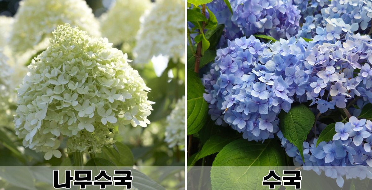 goldrose9090's tweet photo. ๐ทHydrangea vs. Panicle Hydrangea โ A Tale of Two Summer Blooms
๐ธ#Hydrangea #PanicleHydrangea #HydrangeaComparison #SummerFlowers #GardenInJuly #FlowerObservation
๐Read more here!:
๐https://t.co/R8S4UnH8xW https://t.co/lLGQqekDvC