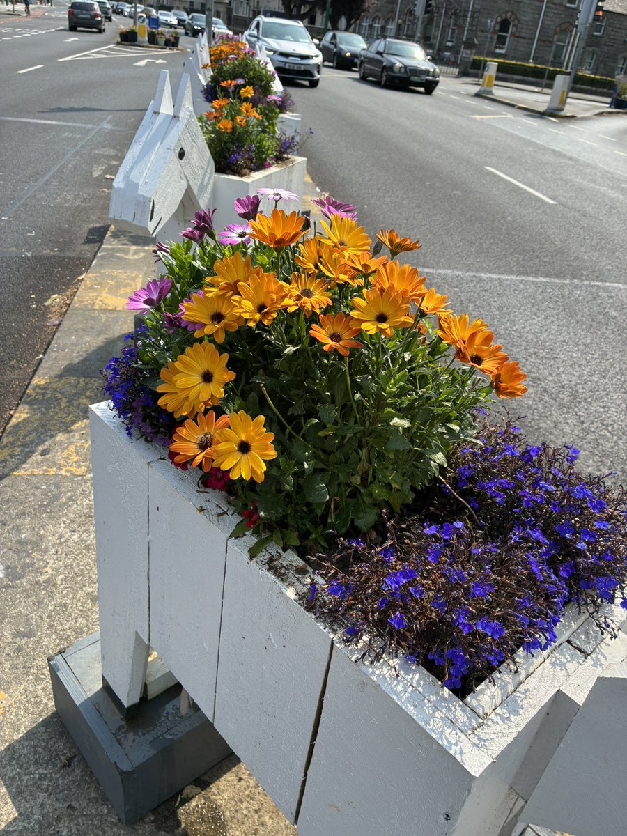 BallsbridgeLive's tweet photo. The honey bees are loving the flowers in our planters as we get ready to welcome the fans for @cfbireland .
#tidytowns #lovindublin
Welcome to #ballsbridge everyone & enjoy the game https://t.co/xsZBV3yzCB