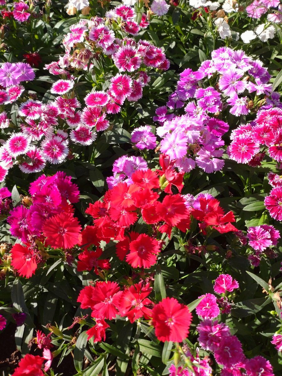 M2wZo's tweet photo. #散歩 #ウォーキング ときどき #ランニング  #花の写真を撮るのが好き 

外反母趾さんや幅広・甲高さんにオススメ！ＧｏｎｇＰｕシューズ 超軽量 歩きやすい 滑り止
https://t.co/19qUzB2ban via Amazon [Ad]

*ﾟ・*:. https://t.co/BiMBkex1SC