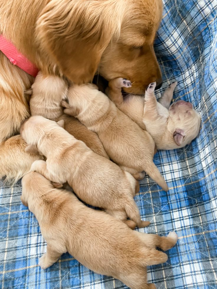 <a href="/marie_nassar/">Marie Nassar</a> A lovely meeting with a loyal and very nice friend 💖🐾🐶💖
Good morning dearest Marie ⚘️ ☕️ ⚘️ happy Tuesday my precious friend 🥰❤️🥰⚘️🌸
I wish you a day full of joy peace and beautiful thoughts in your heart ⚘️🌸❤️🌸⚘️🥰🐾
A big hug and many kisses 💞💞❤️😘😘⚘️🍀