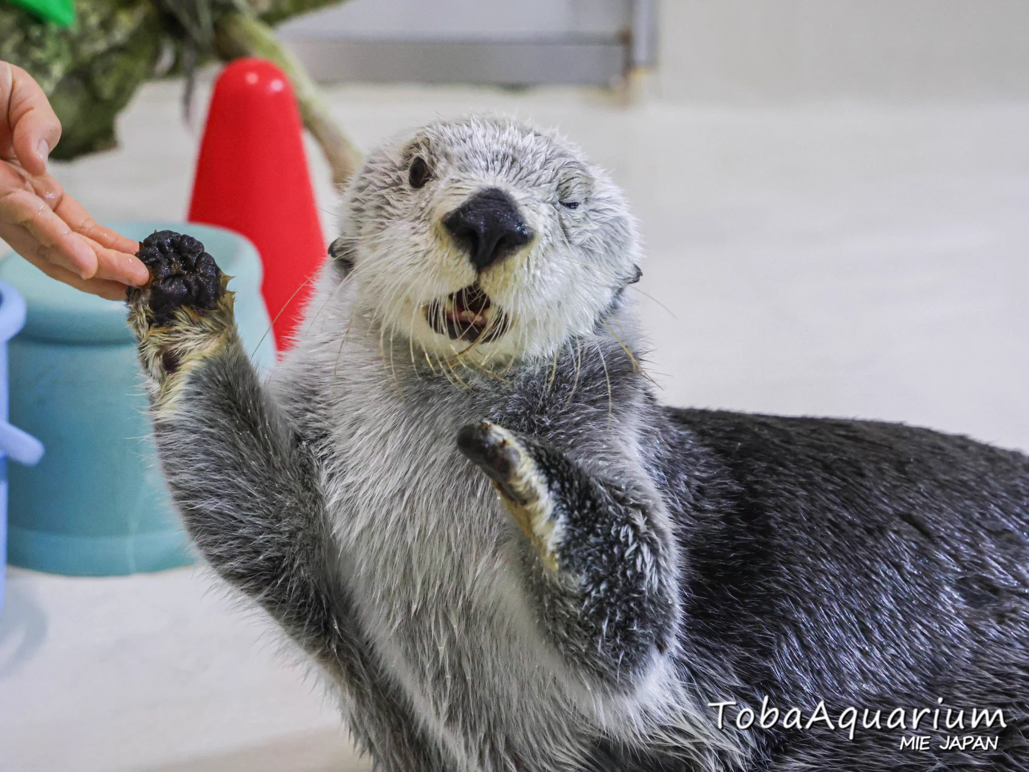 鳥羽水族館（TOBA AQUARIUM） on X: 