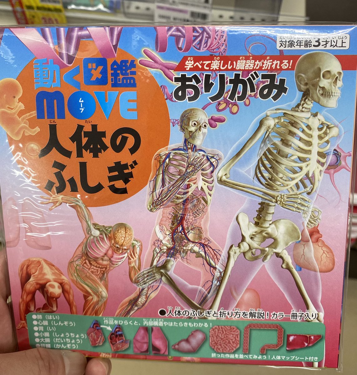 nyaconeco's tweet photo. 学べて楽しい臓器が折れる！ https://t.co/ghsMxmiV9A