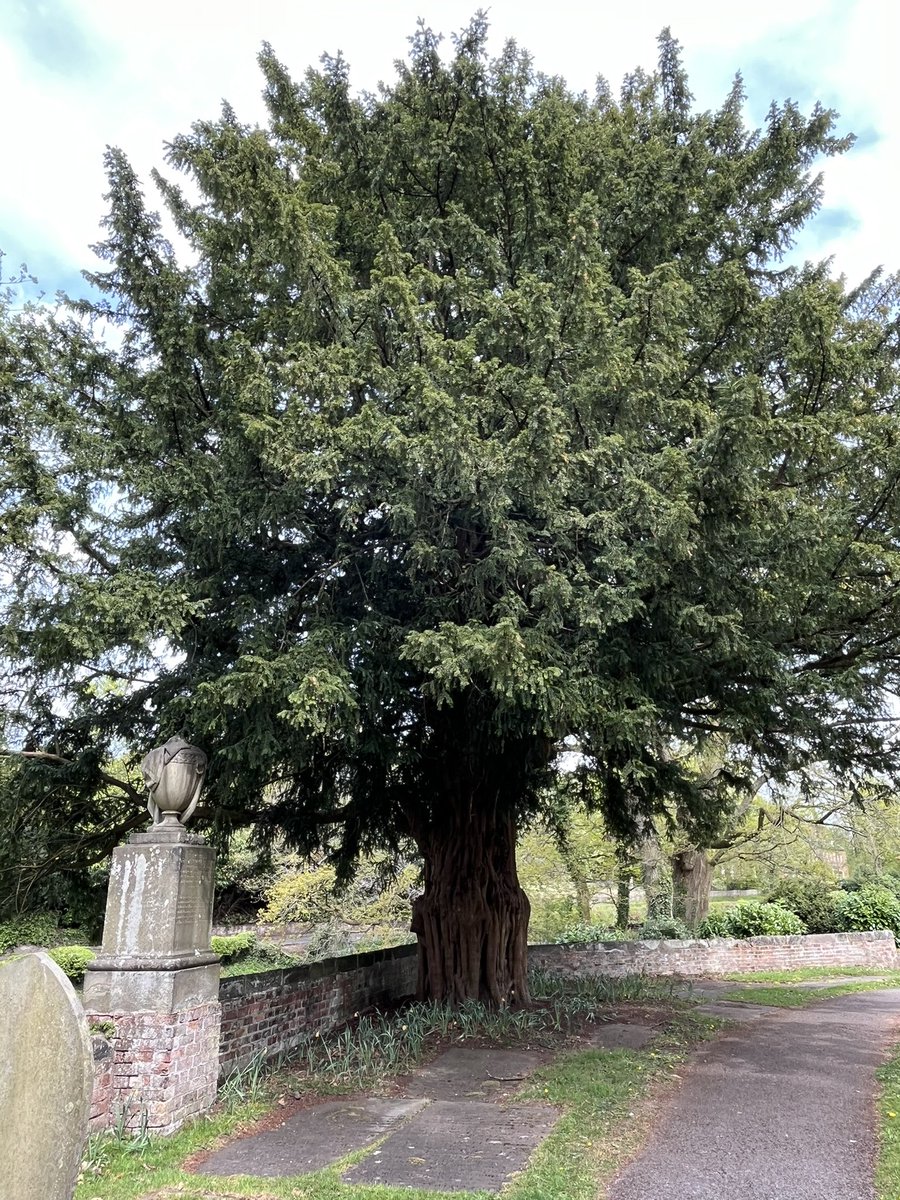 St James the Great Church, Gawsworth, Cheshire #thicktrunkTuesday