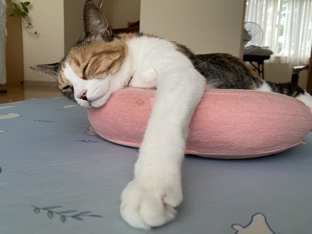 い、一旦落ち着くにゃん…

いや、一旦どころか２ターンくらい落ち着くにゃん…ちゃんと考えてレスするにゃん🐈️