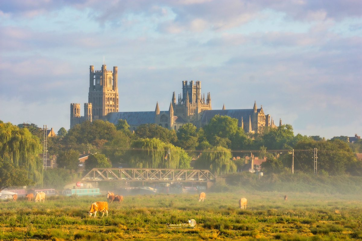 VeronicaJoPo's tweet photo. August mornings in The Fens, the majestic Ely Cathedral with cows and the mist lingering over the field. 
Ely, Cambridgeshire 
#goodmorning #ElyCathedral #cows #August #TheFens https://t.co/7HKWr1ZtX8