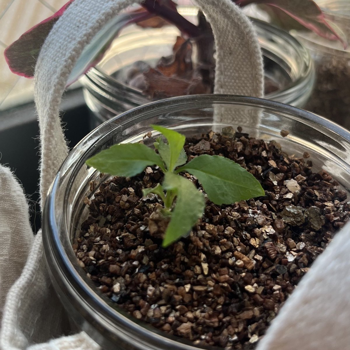 植えた佐藤錦の現在。何十粒もチャレンジしたけど、根が出なかったり腐ったりかびたりで、一つが残るのみに…やはり難しいのね種からさくらんぼ…