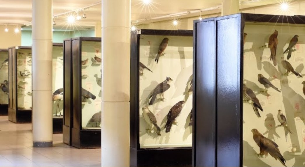 Over 900 bird species call East Africa home, and you’ll find them all at the Birds of East Africa gallery in Nairobi National Museum.
How many can you name before your next visit?

#BirdsofEastAfrica #NairobiNationalMuseum #NationalMuseumsOfKenya #KenyanWildlife