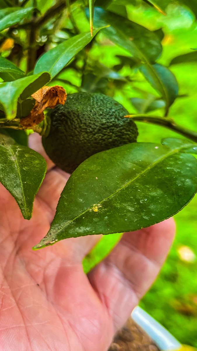 matthiassuess's tweet image. Die Zitronen sind heuer spät dran. Muss an diesem Höllenhitze-Sommer liegen. #Klima #August #Sommer #Bayern