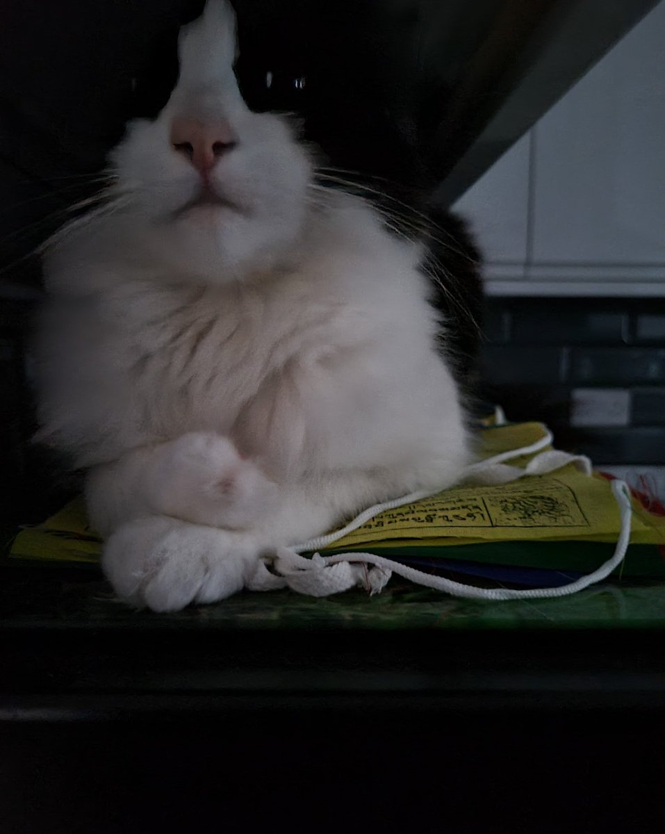 If Mew heard a cat woke efurrypaw at 2am crying to go out and rolled home a soggy moggy at 6am, Mew did not 😹 

There's also no cat sitting on the microwave after barging around the kitchen with excess post-grumple energy whilst singing the song of their people 😹 

#Hedgewatch