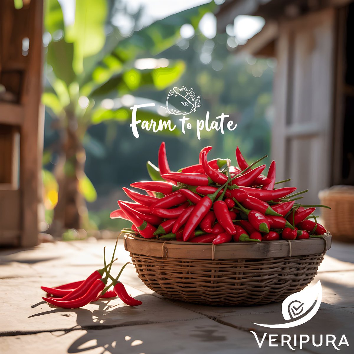 VeriPura's tweet photo. This chili's journey from a Yasothon farmer to European curry reveals the power of food traceability. VeriPura is building trust, one label at a time. Do you know where your food comes from? 🌶️ #FoodWithTrust #TraceabilityMatters https://t.co/MQRDwqlcN4