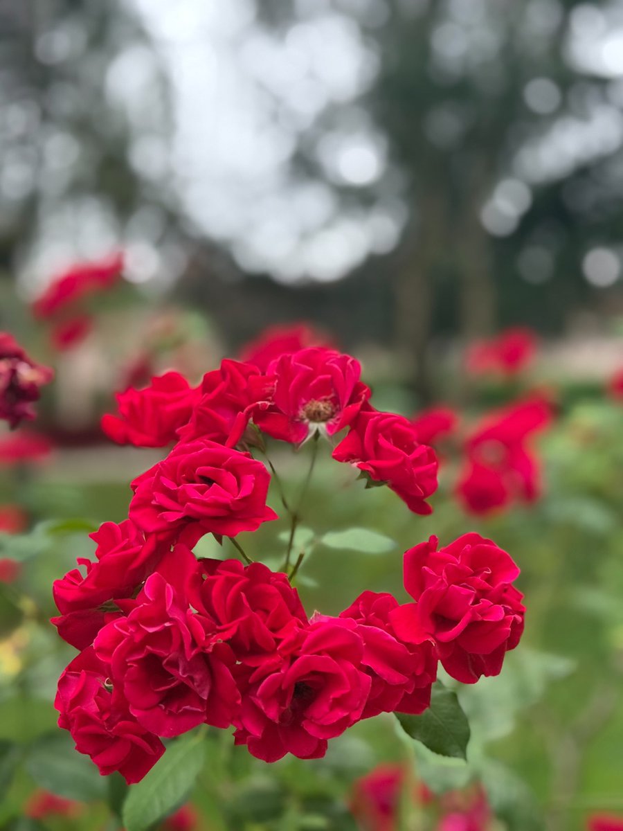 Happy Day ❤️❤️❤️