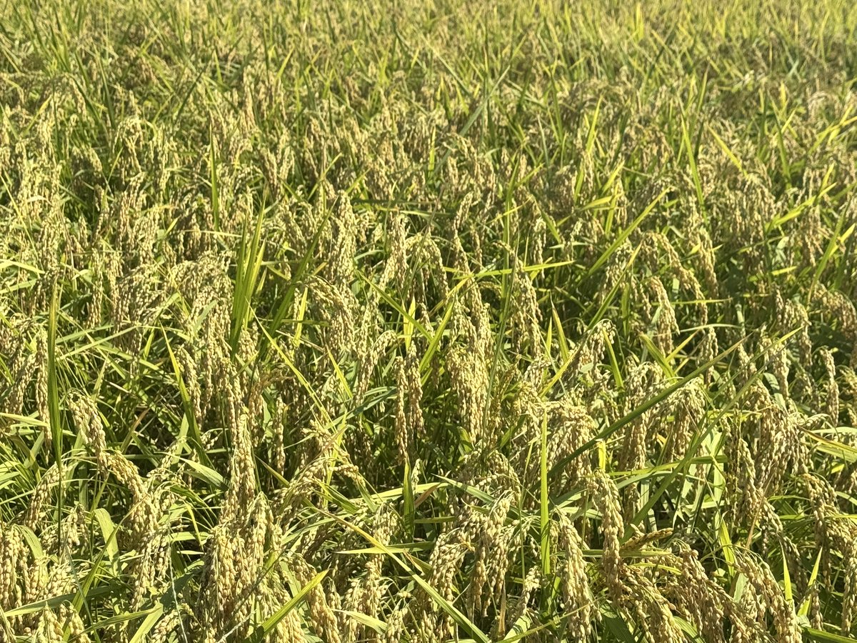 BitZeny神社 v1.3α 🌳私達は木を植えています🌳 (@Bitzeny_Shrine) / Posts / X