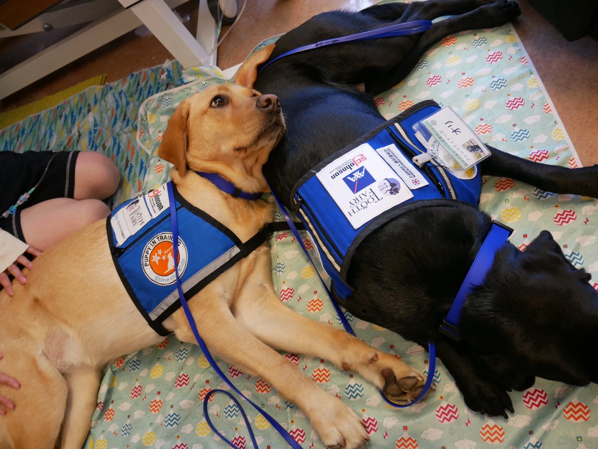 ハンドラーの森田です。

候補犬のミコと、オリが一緒に病棟を回った時の
写真です。

優しいお姉さんに撫でてもらい、完全にリラックス状態
のミコ。その隣で寛ぐオリ。

2頭一緒に訪問するといつも以上に喜んでいただけます。