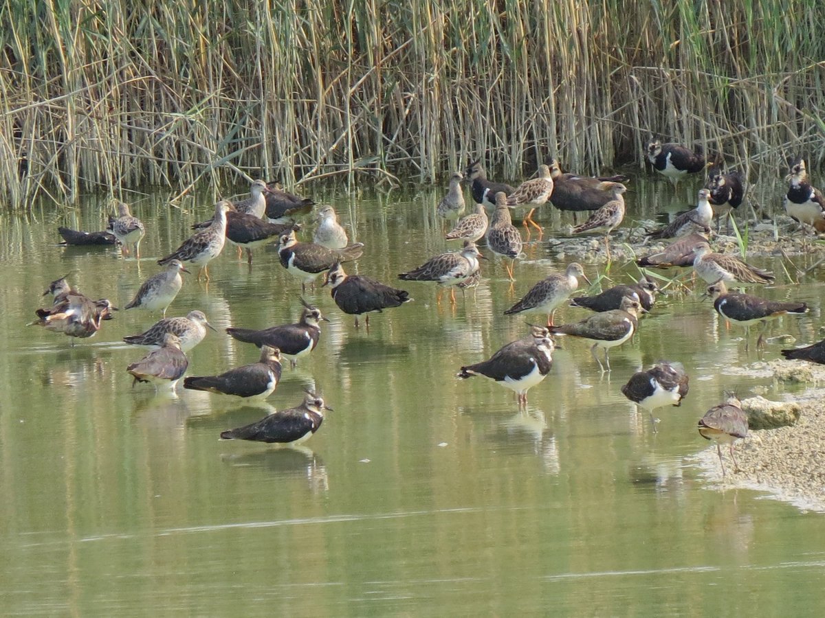 capdevila_jesu's tweet photo. Un grupo de #combatiente en migración descansaba junto a un grupo de avefrias en una balsa de riego en Cinco Villas zaragozanas, aves en paso hacia a África con un acusado dimorfismo en tamaño y ademas en primavera por su plumaje nupcial, machos mucho mas grandes. https://t.co/DENrJydpwd