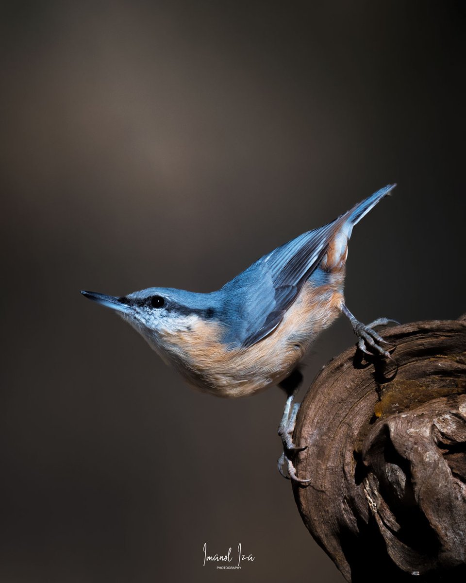 FBiodiversidad's tweet image. A través del objetivo de sus cámaras, descubrimos la riqueza natural de nuestro entorno y nos ayudan a protegerla.

🐦 Trepador azul. @imanoliza
🪸 Gorgonia. @marionvpayr #LifeEcorest
🐟 Posidonia. Jordi Regàs @obsdelmar
🌊 Nudibranquio. Pablo Alcázar

#DíaMundialdelaFotografía