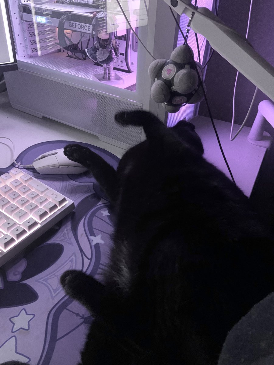 devgloom's tweet image. moon emoji looking cat🌚